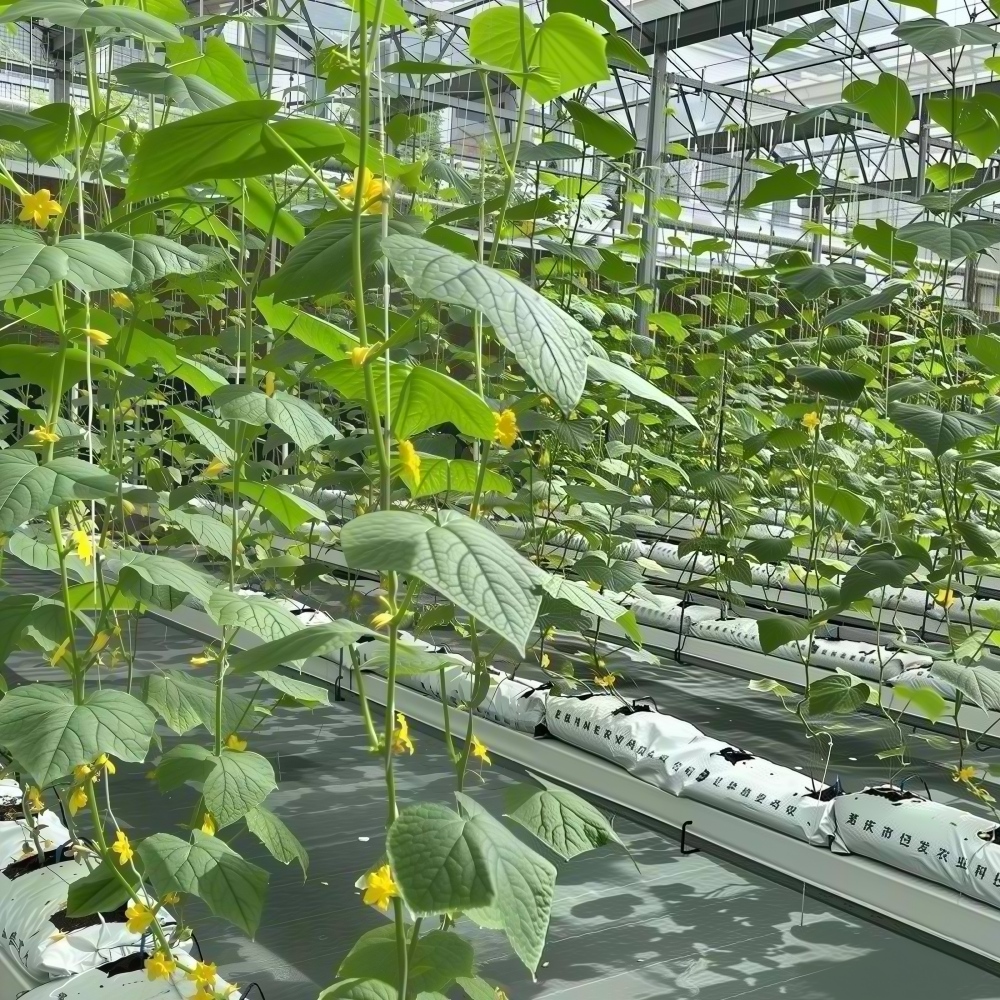 Vertical Substrate Cultivation System with Drip Irrigation